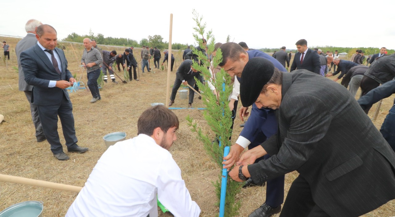 Qazaxda ağacəkmə aksiyası keçirildi - FOTOLAR